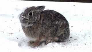 Eastern Cottontail Rabbit (Leporidae: Sylvilagus floridanus)