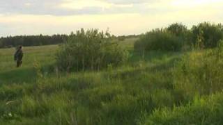 Русский спаниель. Испытания. Russian Hunting Spaniel. Field tests