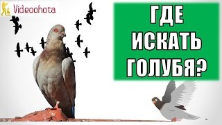 Где искать голубя на охоте? Videoohota