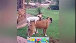 Веселое спаривание собак