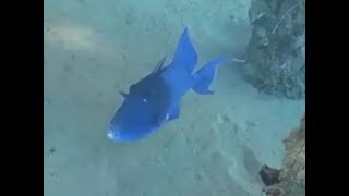 Большой синий Спинорог Albatros Aqua Park 5* Египет Шарм-Эль-Шейх