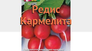 Редис обыкновенный Кармелита (karmelita) ? редис Кармелита обзор: как сажать семена редиса Кармелита