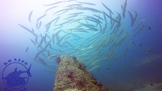 AMAZING Diving Koh Lipe