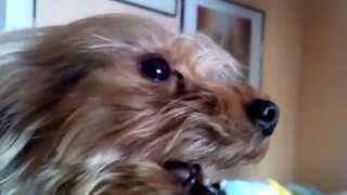 Йорки умеют разговаривать. YORKIE!