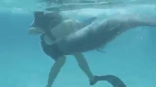 Dolphin Rapes woman