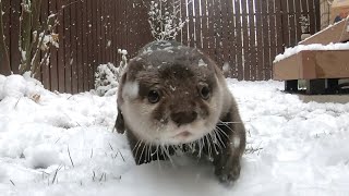 久しぶりの雪に大はしゃぎするカワウソと雪初体験の猫 otter excited by the first snow in a long time.