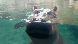 Cincinnati Zoo Summer Adventure Presented by Cincinnati/Northern Kentucky Honda Dealers