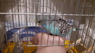 Птенец - выкормыш не всегда ручной. The chick - fosterling is not always tame vorum ..