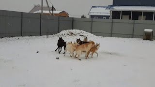 Дар и Рич чудят/ Лайки Соловьева Ю.В.