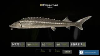 Russian fishing 4--РЕАЛЬНО СЧАСТЛИВЫЙ ЧАС!!! ТРОФ ОСЕТЕР 61,943 кг)))