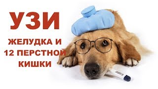 Ультразвуковое исследование желудка и двенадцатиперстной кишки собаки