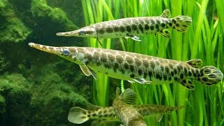 флоридская пятнистая панцирная щука, Lepisosteus platyrhincus, океанариум спб