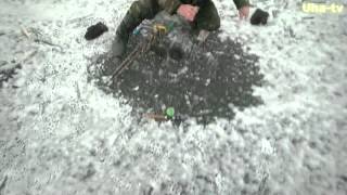 Сурский Берш. (Uha-tv)