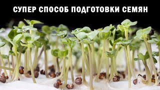Супер способ подготовки семян: дружные всходы и урожайность выше на 30% обеспечены.