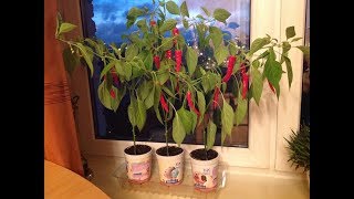 ВЫРАЩИВАНИЕ ОСТРОГО ПЕРЦА НА ПОДОКОННИКЕ. От и До... Февраль - Май 2017. Grow hot pepper.