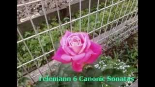 Telemann 6 Canonic Sonatas for 2violins TWV40:118-123 Sonata 1-3