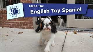 Meet the English Toy Spaniel