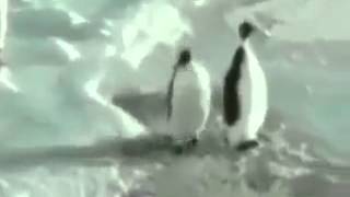 Pinguin Headbanger
