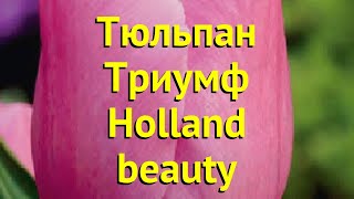 Тюльпан триумф Холанд Бьюти. Краткий обзор, описание характеристик Holland beauty