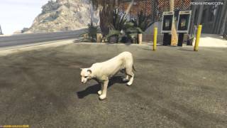 GTA 5 PC - Лофофора - Пума