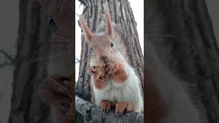 Белка ест орешек / A squirrel eats a nut