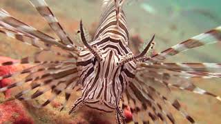 Lionfish - The Spiny Fish