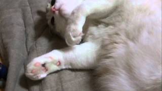 ダラける猫