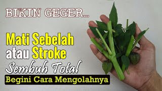 [CARI SAMPAI DAPAT...] TANAMAN AJAIB YANG SENGAJA DITURUNKAN TUHAN UNTUK PENDERITA STROKE