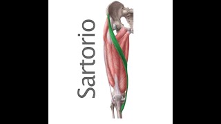 SARTORIO: ejercicios de estiramiento