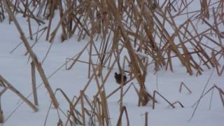 Крапивник / Northern Wren / Troglodytes troglodytes pt.2