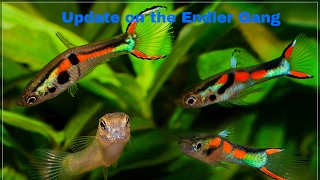 Update on the aqua one 130. Endler's and tank mate's