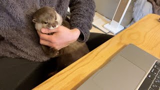 リモート会議中パソコンの前を通る猫と陣取るカワウソ cat and otter walk past computer during a remote meeting.