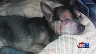 Dying dog found abandoned in Johnston parking lot