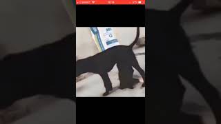 Pedophile accepts blowjob from puppy