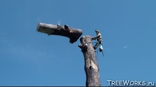 Спил больших сухих деревьев частями Felling a big dead tree in Russia