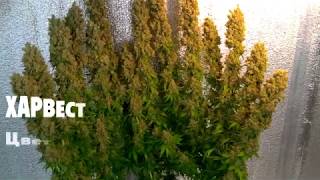 BLUEBERRY от XSEEDS (видео)