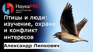Птицы и люди: наблюдение, изучение, охрана и конфликт интересов – Александр Липкович | Научпоп