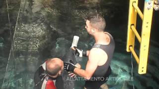 La nascita di un lamantino e di un delfino all'acquario di Genova