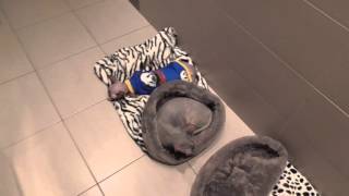 Дом-нора (Мешок) для кошек ТМ Style Pets - часть 2