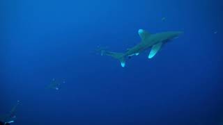 Wonderous Whitetip Sharks Caught on Camera | Nautilus Live