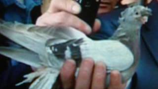 Uzbek pigeons
