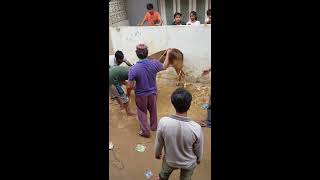 most dangerous cow 2018 choti gay kam bara