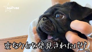 【pug パグ】変なクセを発見されたパグ、梵氏?