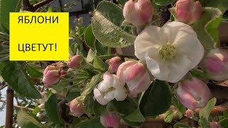 Подробный обзор огорода 14 мая с ответами на вопросы. 
