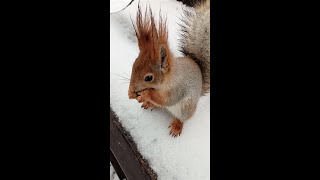 Рыжая белка / Red squirrel