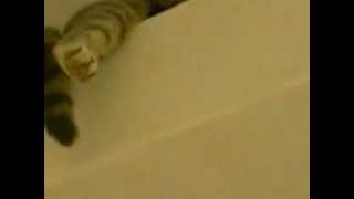 Cat's paw under joist ceiling - кошкина нога под потолком cat's paw under joist ceiling