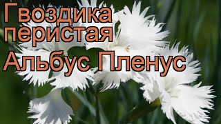 Гвоздика перистая Альбус Пленус ? обзор: как сажать, рассада гвоздики Альбус Пленус