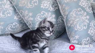 Ice Florence Aurora. 4 week old