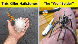 Things You Can Only See In Australia ??