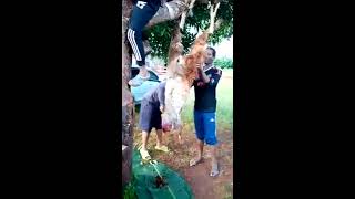 Goat Slaughtering || Celebrating Christmas by Goat Eating || Village life Series